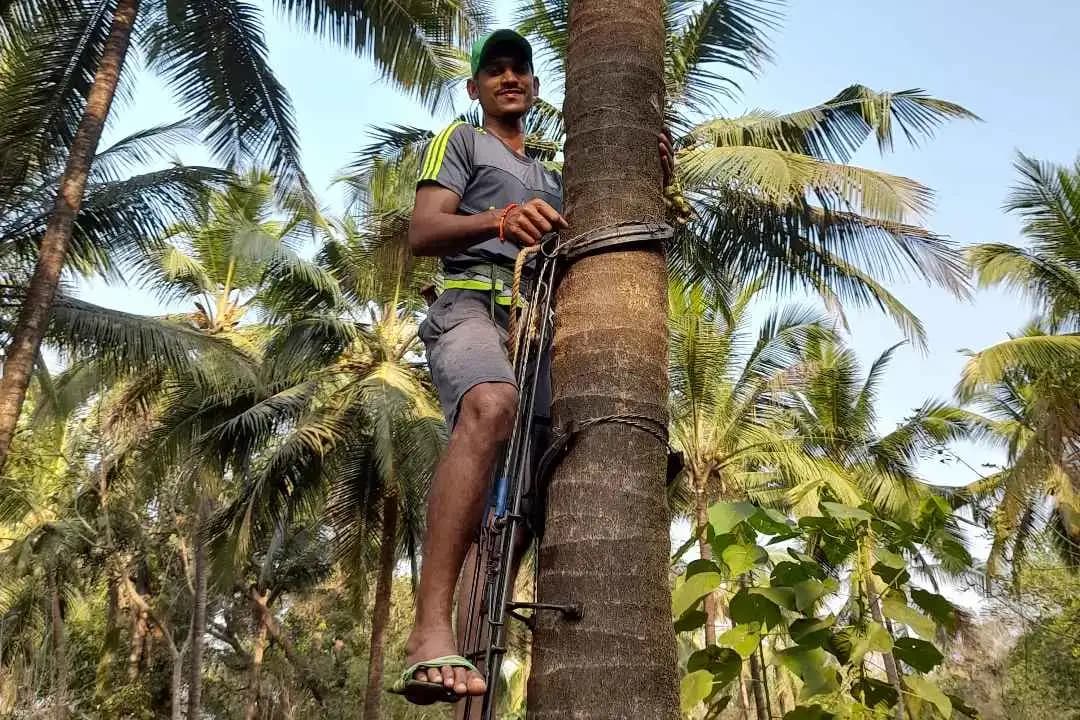 Immersive Coconut Experience
